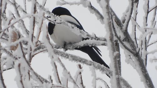 有关下雪的, 冬季, 冷的免费素材视频