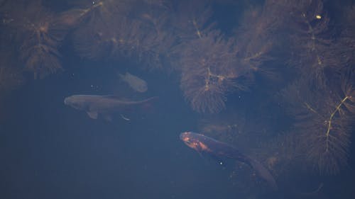 有关水, 水下, 池塘的免费素材视频