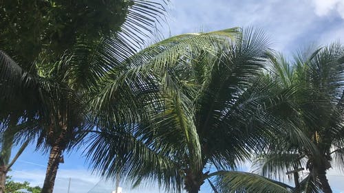 有关多风, 棕榈树, 椰子树的免费素材视频