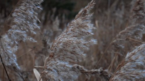 有关commelinids, 单子叶植物, 多年生的免费素材视频