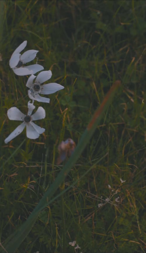 有关垂直视频, 增长, 专注的免费素材视频