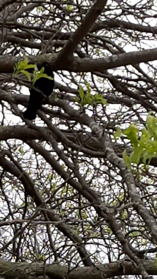 有关分支机构, 动物, 树的免费素材视频