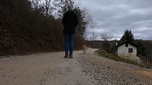 有关天性, 家畜, 宠物的免费素材视频