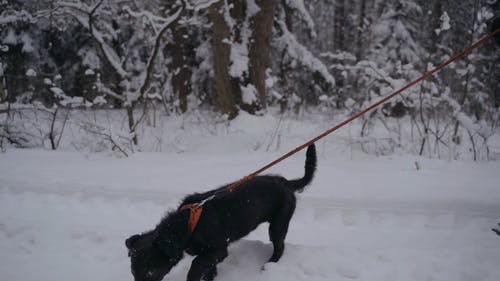 有关下雪的, 冬季, 冷的免费素材视频