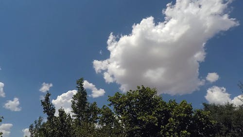 有关公园, 夏天, 天性的免费素材视频