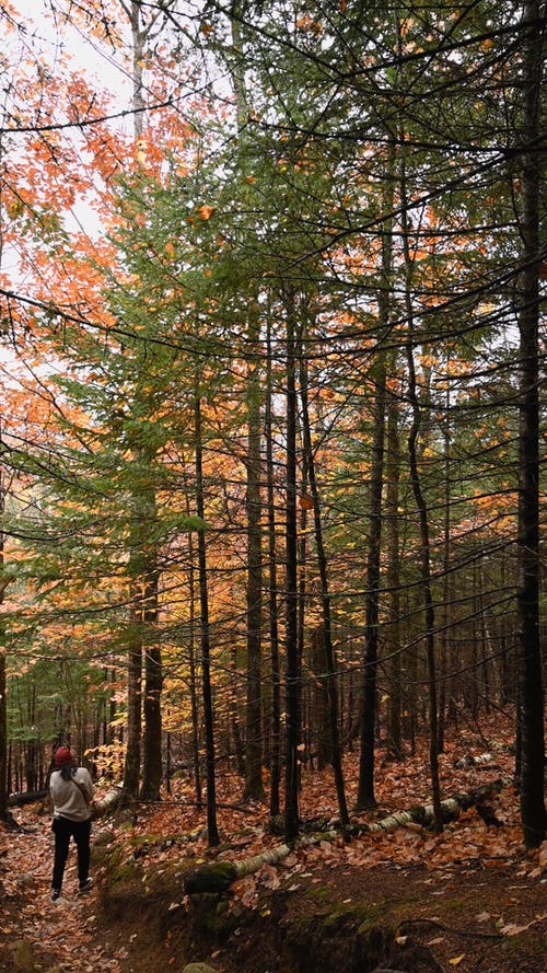 有关下落, 垂直视频, 户外的免费素材视频