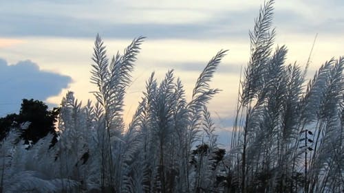 有关天性, 天空, 工厂的免费素材视频