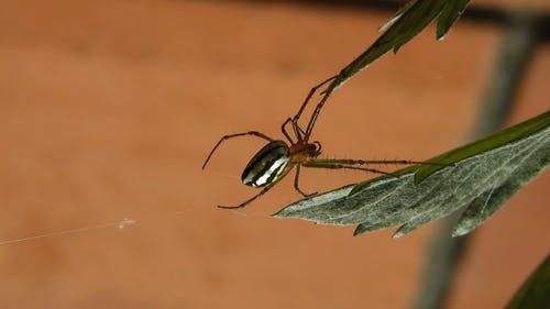 有关insecto, Web, 哥伦比亚的免费素材视频