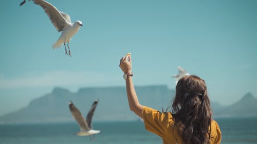 有关birds_flying, 女人, 慢动作的免费素材视频