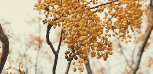 有关下落, 分支机构, 季节的免费素材视频