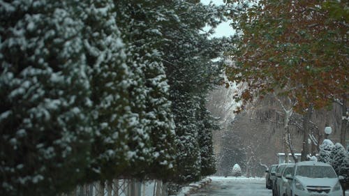 有关下雪的, 冬季, 冷冻的免费素材视频