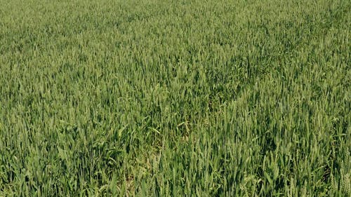 有关天性, 户外, 无人机视频的免费素材视频