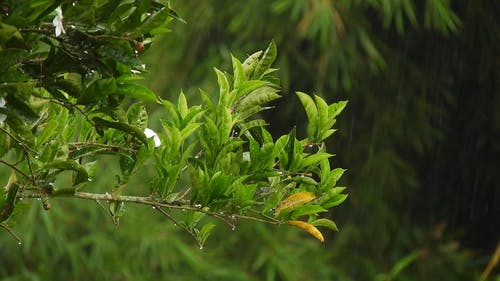 有关lluvia, naturaleza, 下雨的免费素材视频