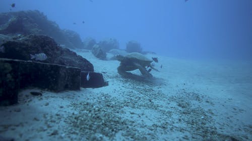 有关4k, 夏威夷, 天性的免费素材视频