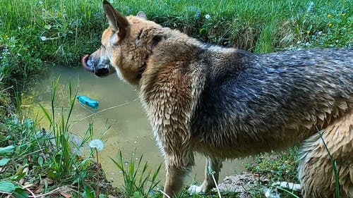 有关动物, 天性, 德国牧羊犬的免费素材视频