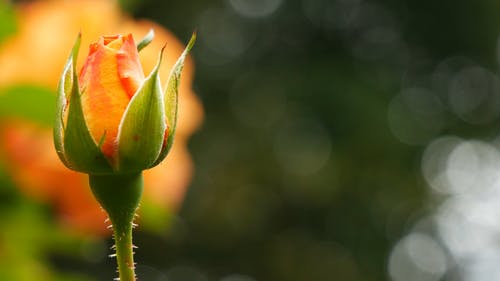 有关增长, 橙子, 浅焦点的免费素材视频