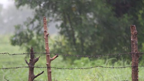 有关下田, 下雨, 农田的免费素材视频