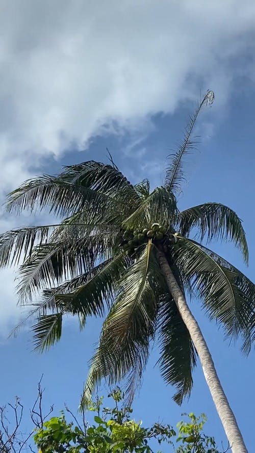 有关低角度拍摄, 垂直视频, 多风的免费素材视频