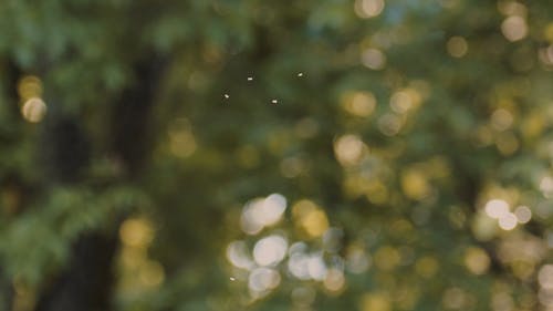 有关户外, 昆虫, 模糊的背景的免费素材视频