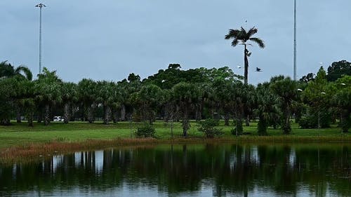 有关ard科, birds_flying, 公园的免费素材视频