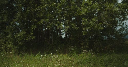 有关夏天, 天性, 女性的免费素材视频