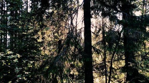 有关太阳, 户外, 森林的免费素材视频