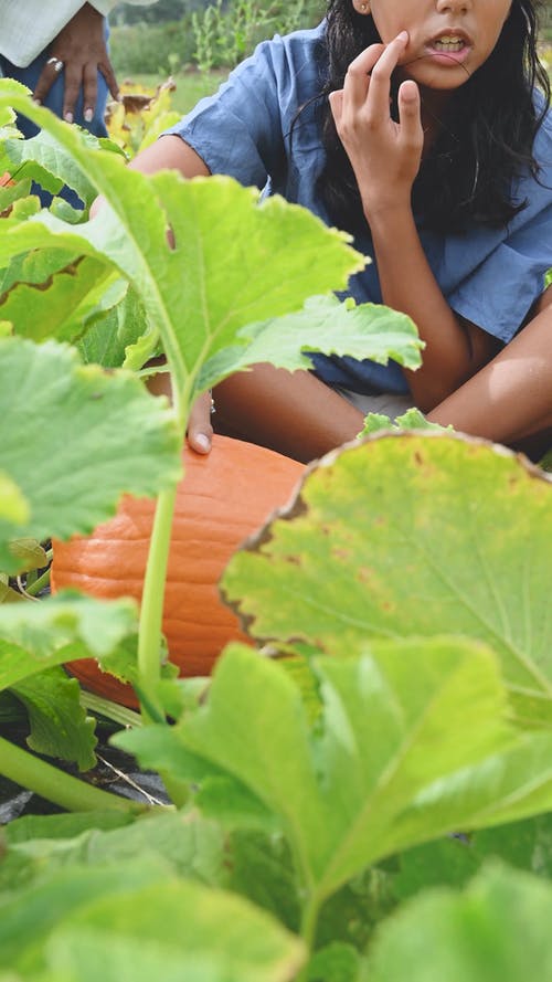 有关南瓜, 地面, 坐的免费素材视频