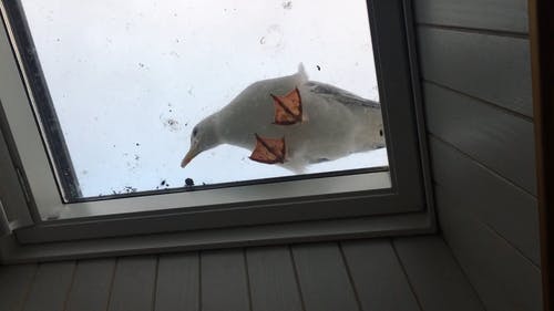 有关从下面, 动物, 天空的免费素材视频