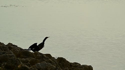 有关anhinga, 动物, 单的免费素材视频