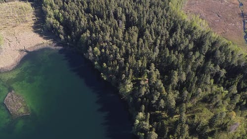 有关天性, 树木, 水体的免费素材视频