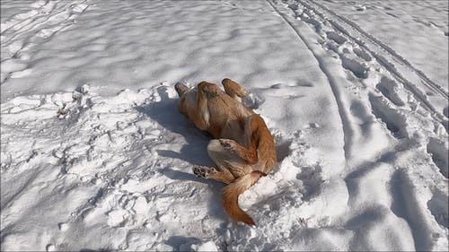 有关下雪的天气, 人类最好的朋友, 伴侣的免费素材视频