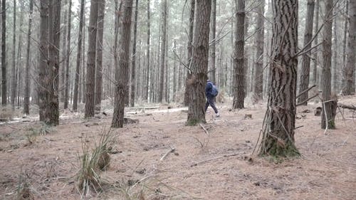 有关人, 天性, 森林的免费素材视频
