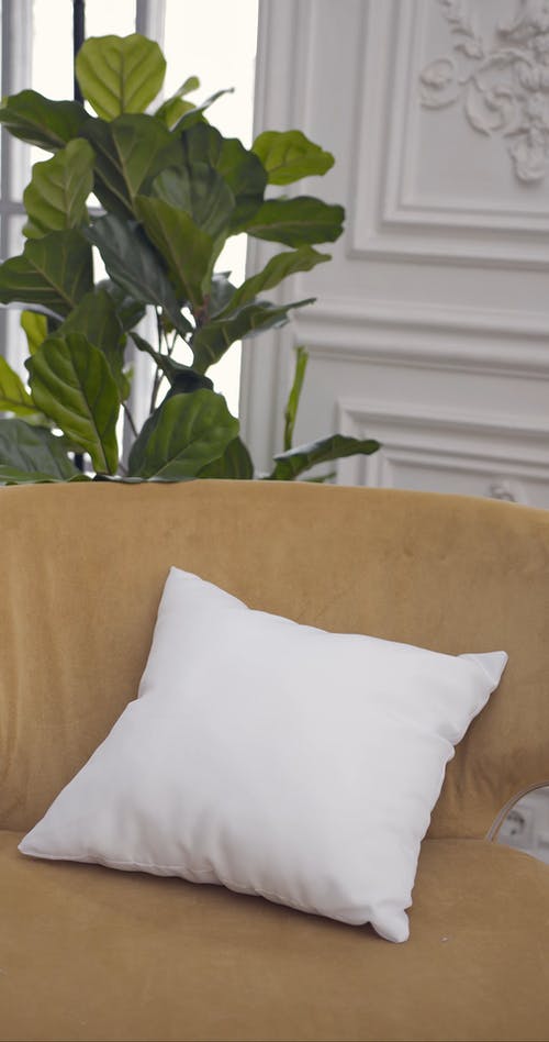 有关Throw Pillows, 垂直视频, 室内植物的免费素材视频