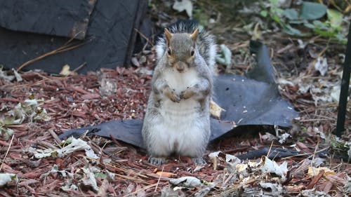 有关东部灰松鼠, 全景, 动物的免费素材视频
