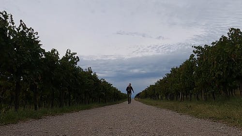 有关下田, 农业用地, 土的免费素材视频