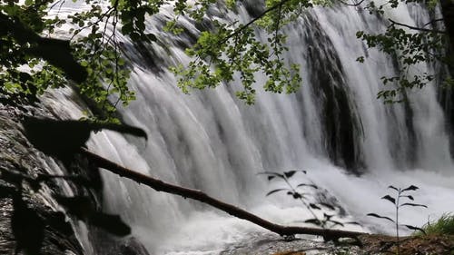 有关倾盆大雨, 分支机构, 丛林的免费素材视频