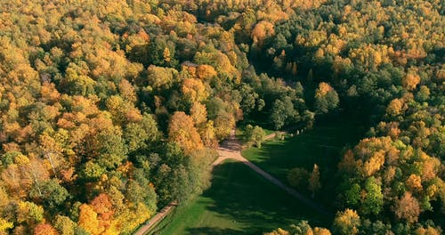 有关下落, 中央公园, 城市公园的免费素材视频