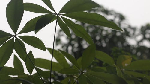 有关下雨, 图案, 增长的免费素材视频