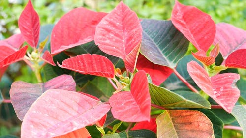 有关天性, 新鲜, 植物的免费素材视频