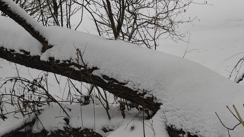 有关下雪的, 冬季, 冷冰冰的免费素材视频