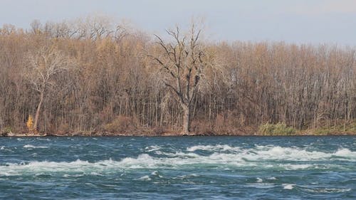 有关和平的, 天性, 快速的免费素材视频