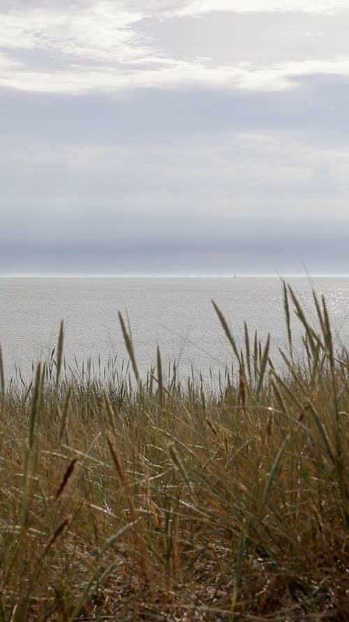有关土地, 垂直视频, 多风的免费素材视频