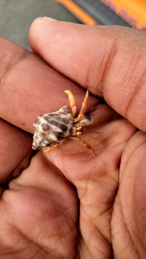 有关动物, 垂直视频, 寄居蟹的免费素材视频