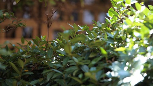 有关多风, 工厂, 慢动作的免费素材视频