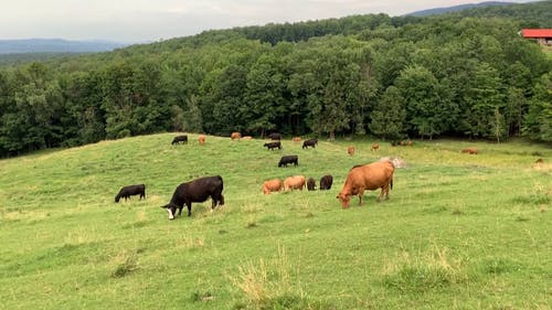 有关一群动物, 下田, 吃草的免费素材视频