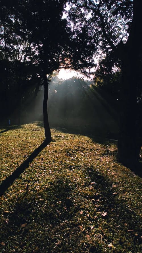有关垂直视频, 太阳光线, 孟加拉国的免费素材视频