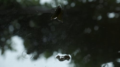 有关下雨, 下雨天, 反射的免费素材视频