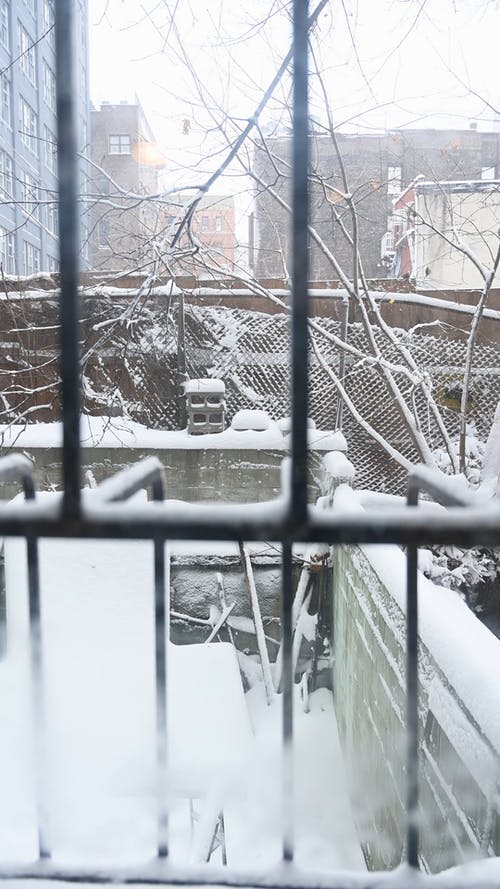 有关冬季, 冷, 分支机构的免费素材视频