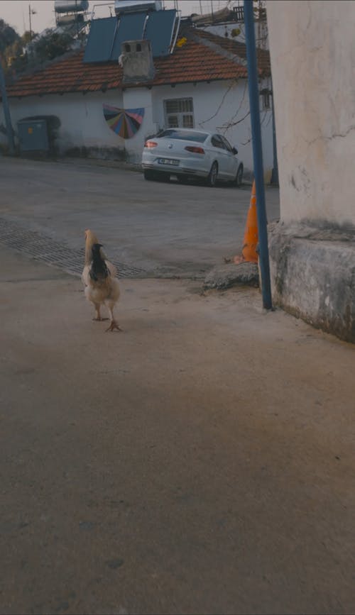 有关公鸡, 动物, 垂直视频的免费素材视频