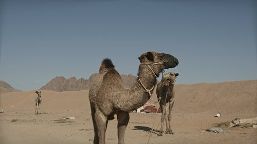 有关一群骆驼, 乾旱, 乾的的免费素材视频